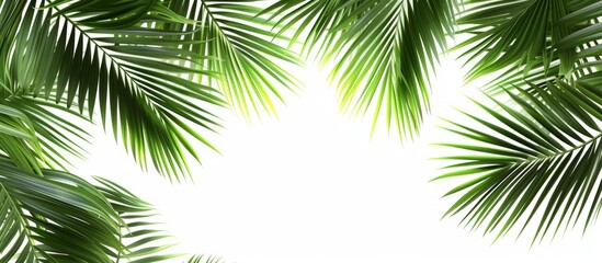 Fototapeta na wymiar Tropical Jungle Vibes: Lush Green Palm Leaves Background