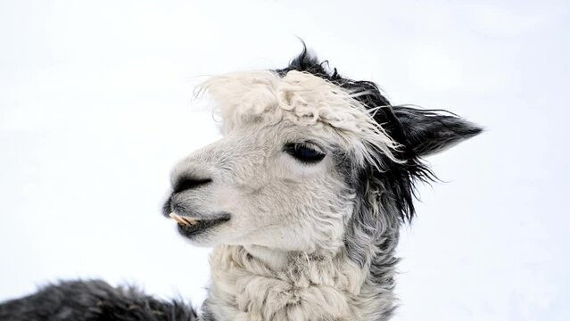 Close up of llama alpaca in snow. 4k cinematic slow motion wildlife viedo