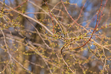 Die ersten Knospen öffnen sich bald