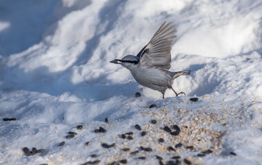 Nuthatch bird in flight in winter