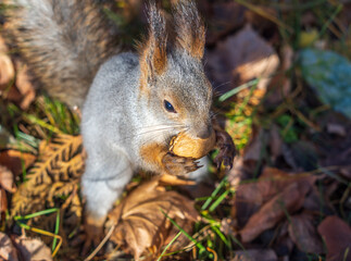 Autumn squirrel with nut sits on green grass with fallen yellow leaves