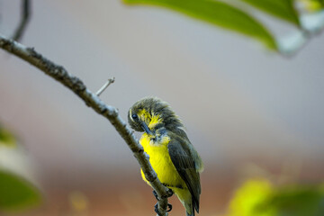 A small bird perches on a spring tree branch. Sitting on a tree branch.