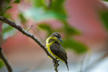 A small bird perches on a spring tree branch. Sitting on a tree branch.