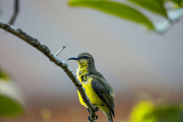 A small bird perches on a spring tree branch. Sitting on a tree branch.