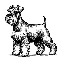 Black and white Schnauzer dog. Vector sketch isolated in white.