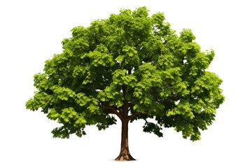 Superior Hazelnut Tree Isolated On Transparent Background