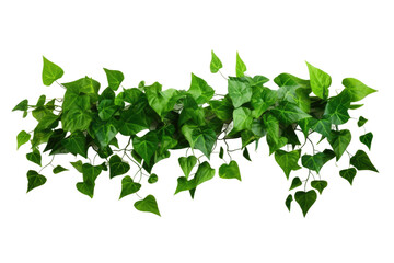 Ivy Plant Display Isolated On Transparent Background