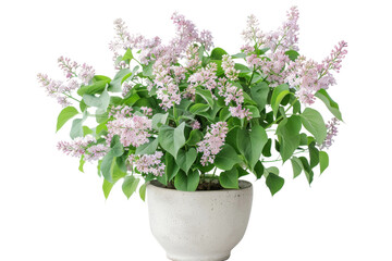 Lilac in a Lovely Home Ambiance Isolated On Transparent Background