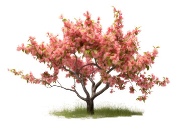 Peach Tree Display Isolated On Transparent Background