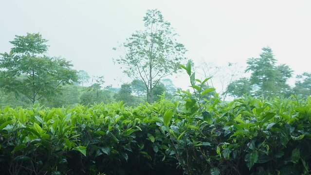 Tea leaves sway in the wind in the green and beautiful tea plantations