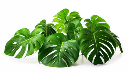 Close-up of Monstera leaves isolated, white background