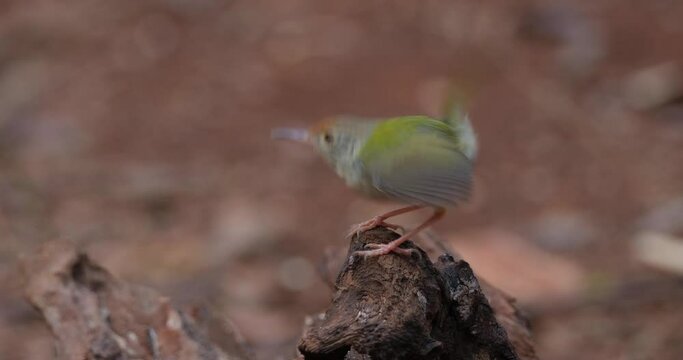 Common Tailorbird Orthotomus sutorius, Thailand. Seen on top of a fallen branch seen from its side looking around.