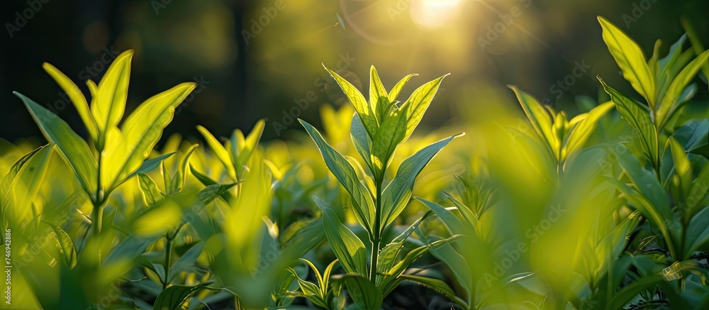 Aufkleber the suns rays penetrate through the vibrant green leaves of a bush, creating a dappled light effect 