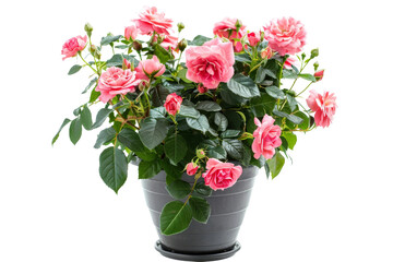 Elegant Potted Rose Display Isolated On Transparent Background