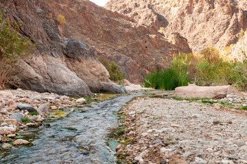 Fototapeta na wymiar Narrow shallow river flows between banks overgrown with greenery in gorge Wadi Al Ghuwayr or An Nakhil and wadi Al Dathneh near Amman in Jordan