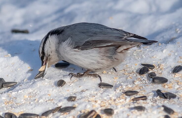 The nuthatch bird pecks seeds in the snow