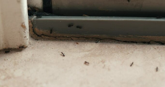 Ants coming in a house through a door jam