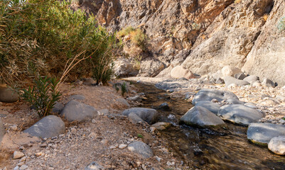 Shallow mountain river flows between banks overgrown with the greenery in the gorge Wadi Al Ghuwayr or An Nakhil and the wadi Al Dathneh near Amman in Jordan