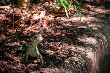 Water Dragon on leafy outcrop