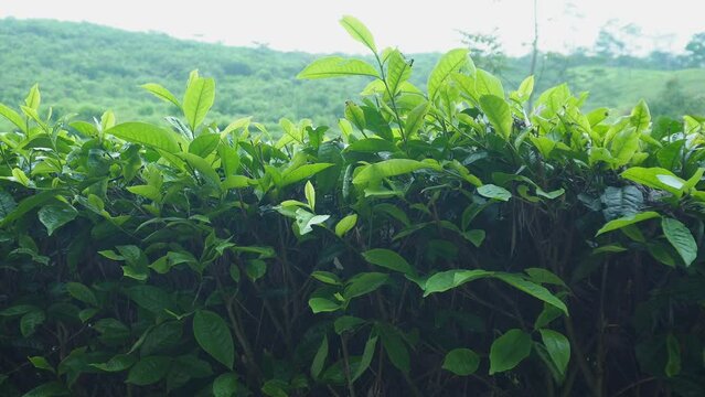 Tea leaves sway in the wind in the green and beautiful tea plantations