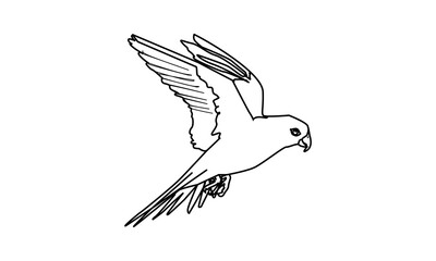 dove bird icon vector 