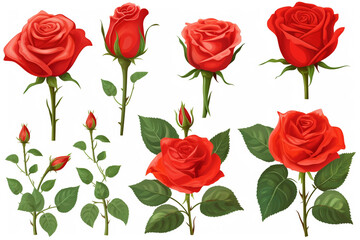 Realistic set of vector elements of red roses flow