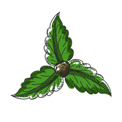 Hand draw doodle element of leaf on white background.