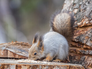 A squirrel sits on a stump and eats nuts in autumn.