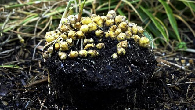Nice shot of fresh harvested ginger out the pot with dirt still on it small bug running across