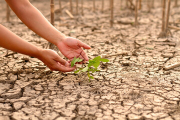 Gentle hand caresses the leaf of a resilient plant emerging from cracked, dry earth, surrounded by...
