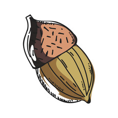 Hand drawn walnut fruit doodle.