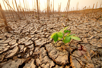 lone green plant thrives amidst cracked, dry earth, symbolizing nature's resilience and the fight...