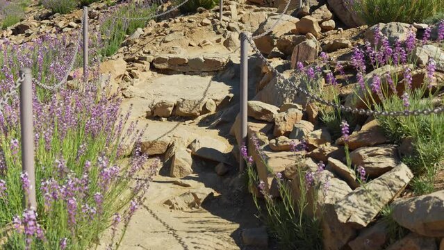 Stone stairs in desert, leading uphill, surrounded by blooming wallflowers