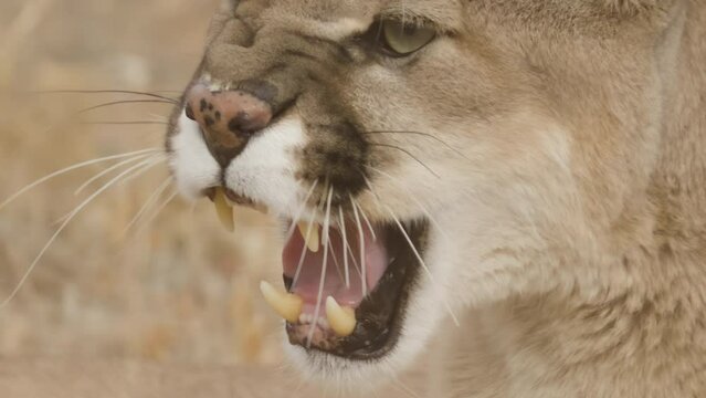 Extreme close up of a snarling mountain lion cougar