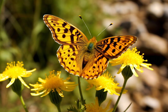 The Queen Of Spain Fritillary