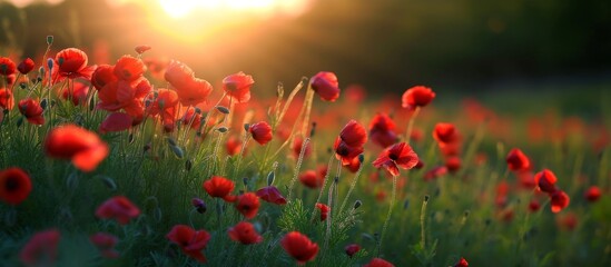 Vibrant Red Poppy Flowers Basking in the Warm Sunlight