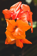 canna lilly flowers with vibrant orange color, close-up shot at shallow depth of field