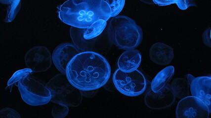 クラゲ © 伸一 三島