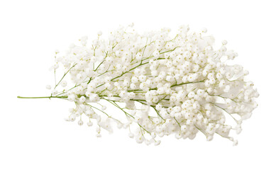 Filigree Design with Fragile Baby's Breath Flowers Isolated on Transparent Background PNG.