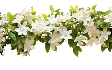 Jasmine Blossoms Climbing a Trellis Structure Isolated on Transparent Background PNG.