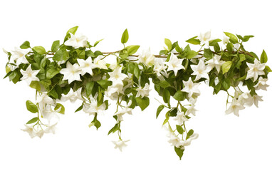 Fragrant Jasmine Flowers on Trellis Isolated on Transparent Background PNG.