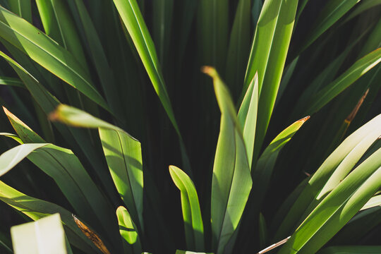 tropical looking leaves from phormium New Zealand flax plant, close-up shot at shallow depth of field