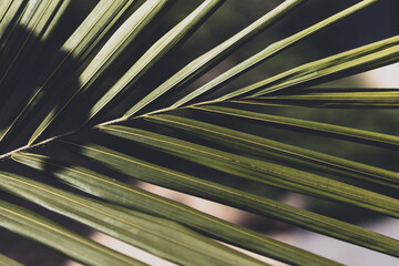 tropical looking fronds from palm tree plant, close-up shot at shallow depth of field