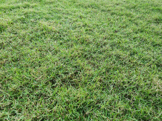 The lawn is green and not mown.