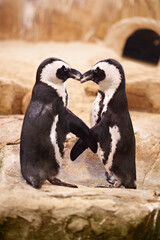Animal, penguin and kissing at sea rocks for bonding with touch, together and affection at beach in New Zealand. Nature, boulders and marine with tap for love to socialize at aquarium and friendship