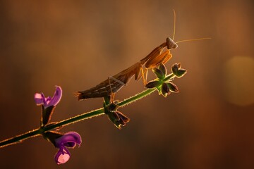 Visualize a stick insect perched delicately on a tree branch, blending seamlessly with its...