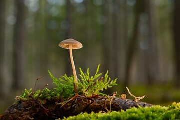 Imagine a solitary mushroom standing tall amidst a sea of lush green grass, its delicate form a...