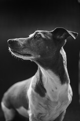 Jack Russel Portrait