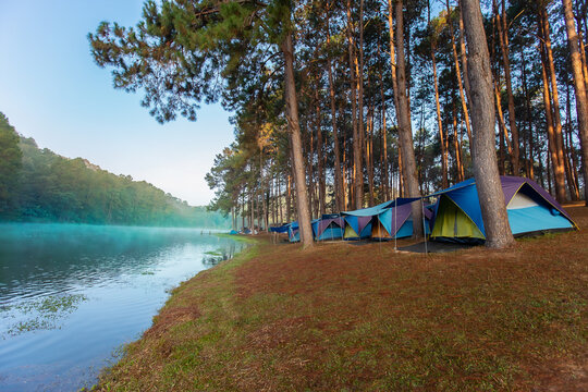 Camping, Woodland, Tent, Forest, Summer