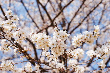 Cherry Blossoms, close up, outskirts of Seoul, South Korea